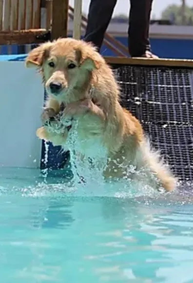 A Golden Retriever Jumps in a Pool
